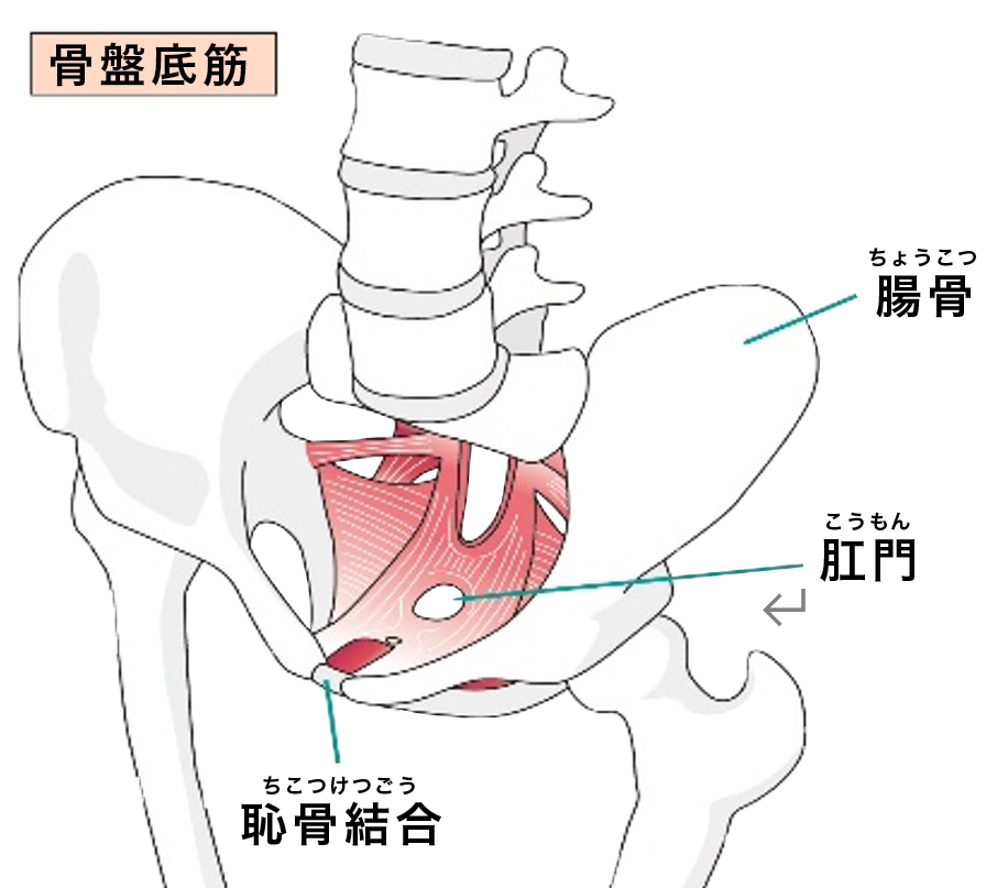 骨盤矯正・産前、産後の痛み